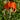 Papaver 'Harvest Moon' Poppy Seeds