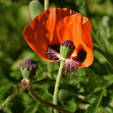 Papaver 'Harvest Moon' Poppy Seeds