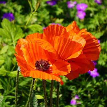Papaver 'Harvest Moon' Poppy Seeds