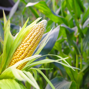 Corn, Ambrosia Hybrid
