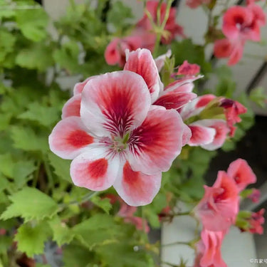Geranium Seeds-Strawberry Pink