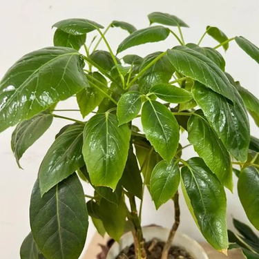Umbrella Tree, Schefflera Seed