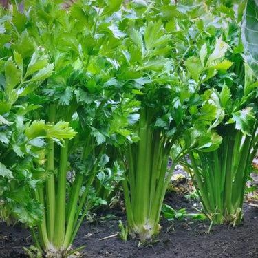 Celery Tango Organic