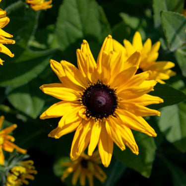 Rudbeckia Hirta Seeds-Gloriosa Double