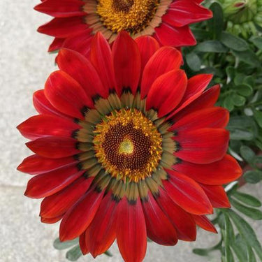 SunFlower Seeds-Gazania Coastal Rigens