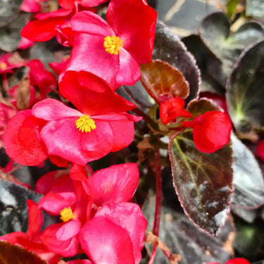 Begonia semperflorens