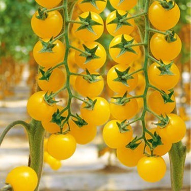 Jade Yellow Tomato