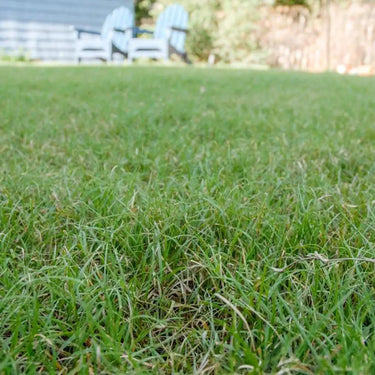 Buffalograss Seed