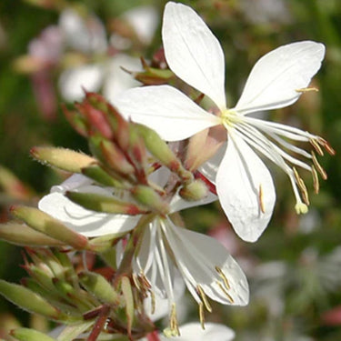 Sparkle White Gaura Seeds