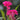 Celosia Cristata Seeds-Pink Plume