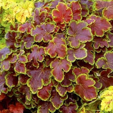 Heuchera Seeds