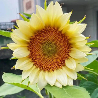 Sunflower Seeds-Cream