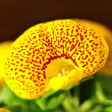 Calceolaria Seeds Purpurea