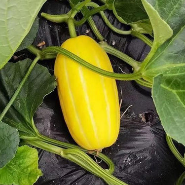 Korean Melon Seeds – Chamoe Yellow White Oriental Japanese Cantaloupe