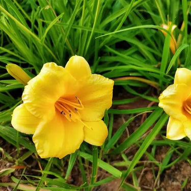 Daylily Seeds
