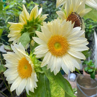 Sunflower Seeds-Platinum Blonde