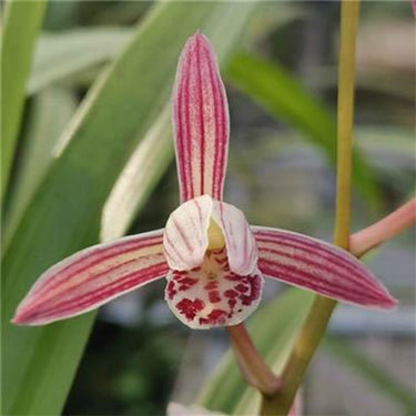 Cymbidium wenshanense