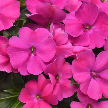 Solarscape XL Pink Jewel Hybrid Impatiens Seeds