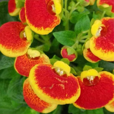 Calceolaria Seeds Miniature Tiny