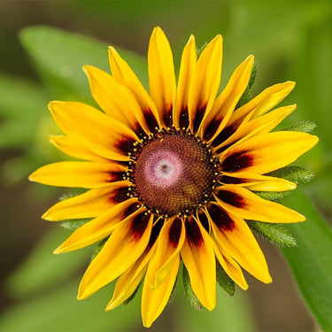 Rudbeckia Hirta Seeds-Green Heart