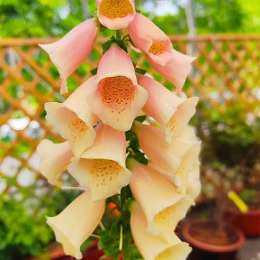 Foxglove Seeds Dalmatian Peach Foxglove