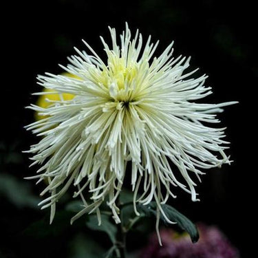 Chrysanthemum Seeds-Pine Needle
