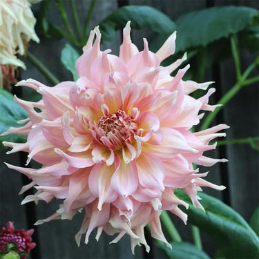 Dahlia Seeds-Alfred Grille