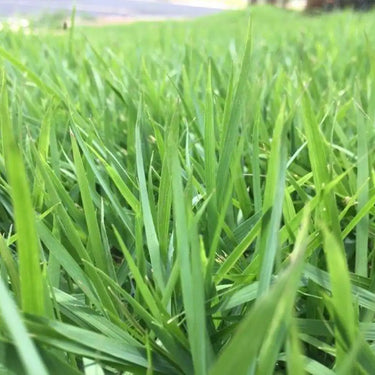 Bermuda Grass Seed