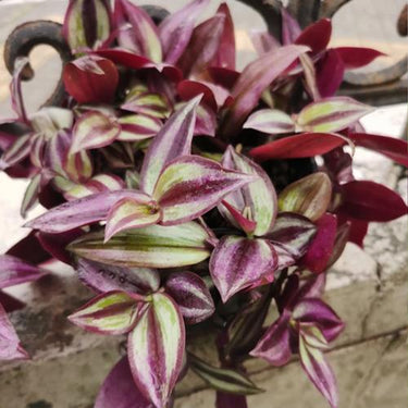 Tradescantia Zebrina'Purple Passion'