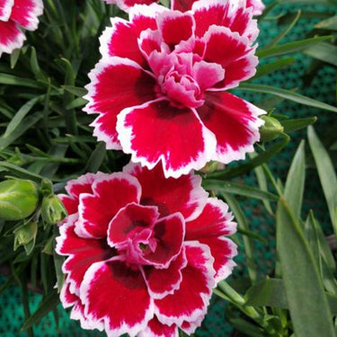 Carnation Seeds-Tanga