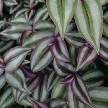 Tradescantia ZebrinaTradescantia zebrina