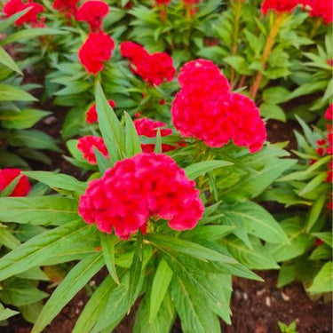 Celosia cristata 'Red Spear'