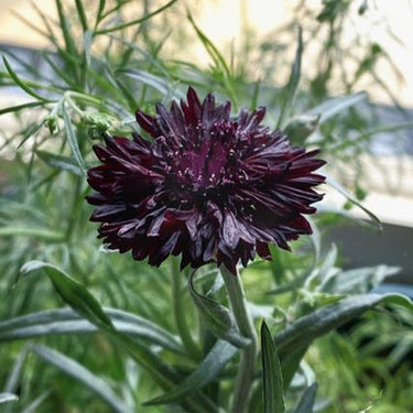 Cornflower Seeds - Crimson