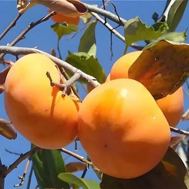 Persimmon Tree – Diospyros Hachiya Fruit Seeds – Tall Potted Plant Great for Containers
