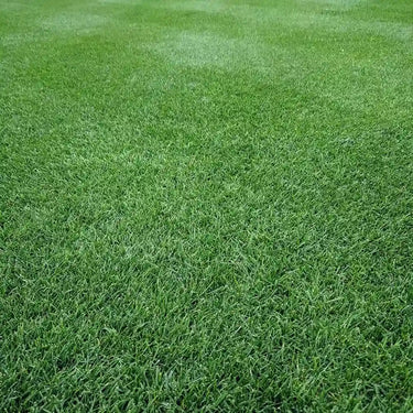 Perennial Ryegrass Seed