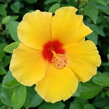 Hibiscus Seeds-Single-petal Yellow Hibiscus