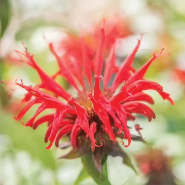 Monarda-Jacob Cline