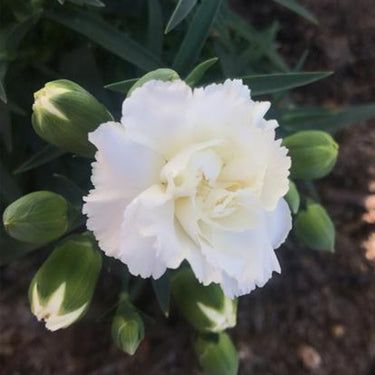 Carnation Seeds-Can Can White