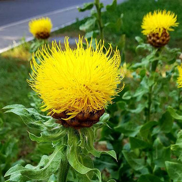 Cornflower Seeds - Yellow