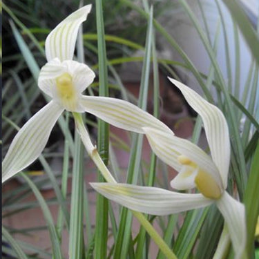 Cymbidium Goeringii Var. Longibracteatum