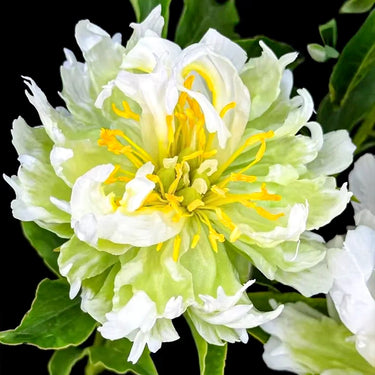 Emerald Green Peony Seeds
