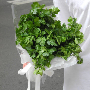 Cilantro (Coriander)