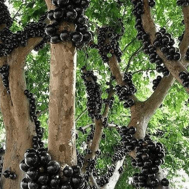 Jabuticaba