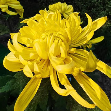 Chrysanthemum Seeds-Dragon Claw