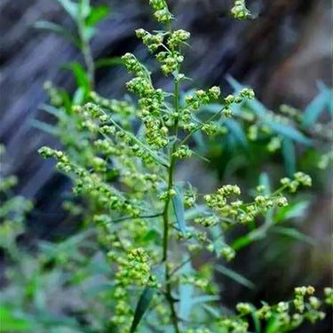 Japanese Wormwood