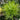 Chrysanthemum Seeds-Pea Green