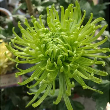 Chrysanthemum Seeds-Pea Green