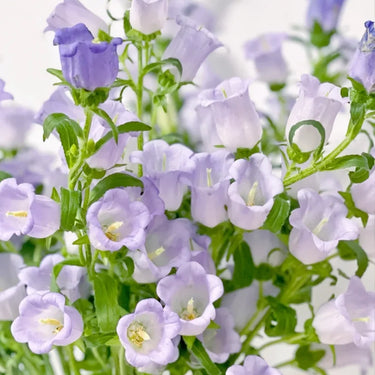 Purple Campanula Seeds