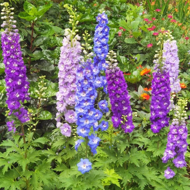Tall Delphinium Seeds – Blue & Purple Mix