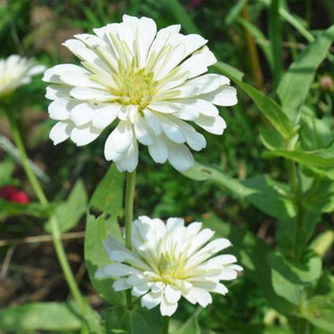 Zinnia Seeds-Zesty White